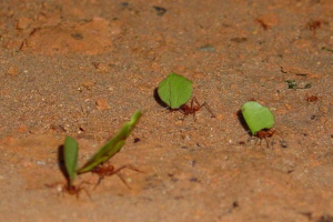 Muhate-leaforeze - amaterski vrtlari Muhate-leaforeze - amaterski vrtlari
